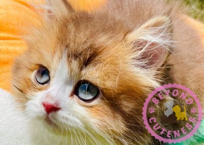 Golden brown scottish straight longhair male kitten