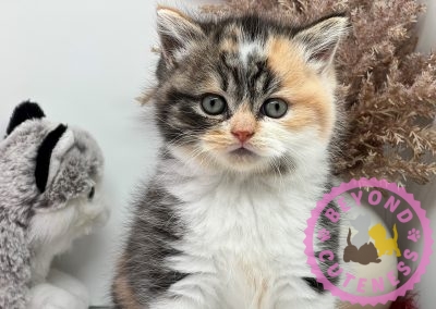 Calico British shorthair female kitten