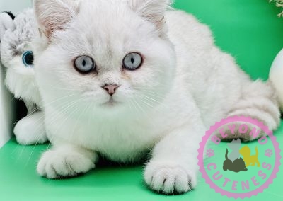Blue Eyes Silver Chinchilla Female Kitten