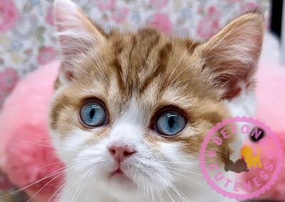 Dominant Blue Eyes BRI Bicolor male kitten