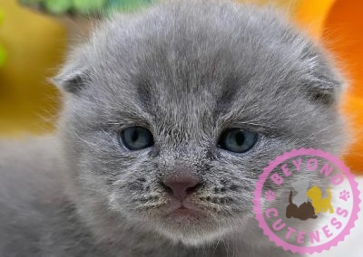 Silver Blue Scottish Fold male kitten