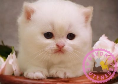 White BRI male kitten